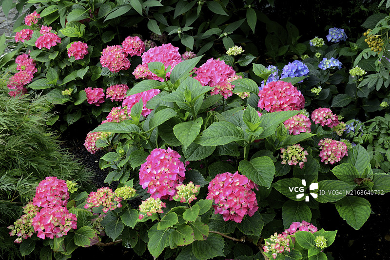 粉色绣球花，学名：Hydrangea macrophylla图片素材