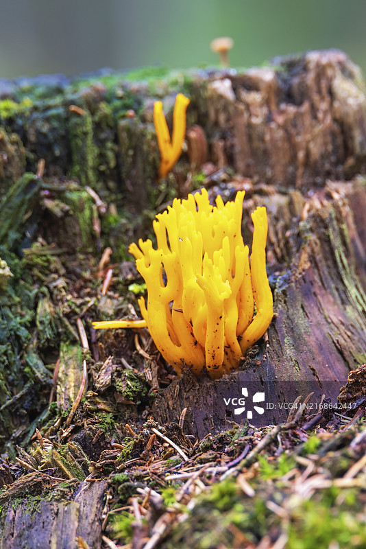 树桩上生长的黄色鹿角菌特写图片素材