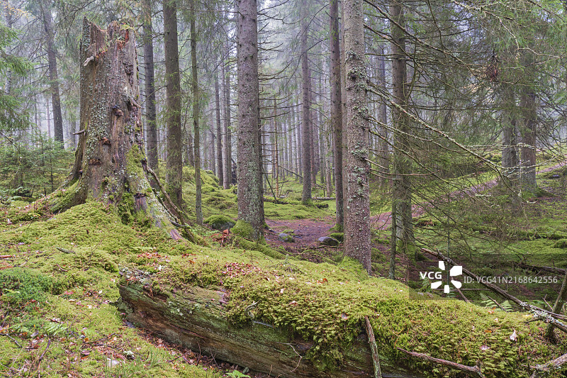 瑞典秋季，天然古老云杉林，苔藓树干图片素材