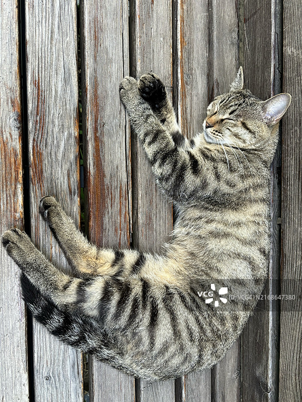 木头上睡觉的猫的俯视图，中国北京图片素材
