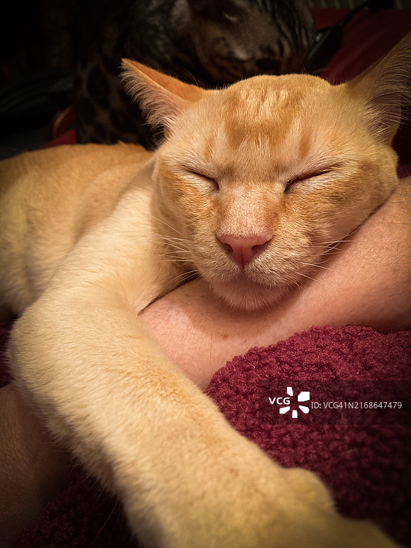 猫咪在主人手臂上睡觉特写图片素材