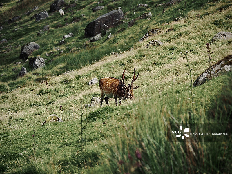 原野上站立的鹿的俯视照片图片素材