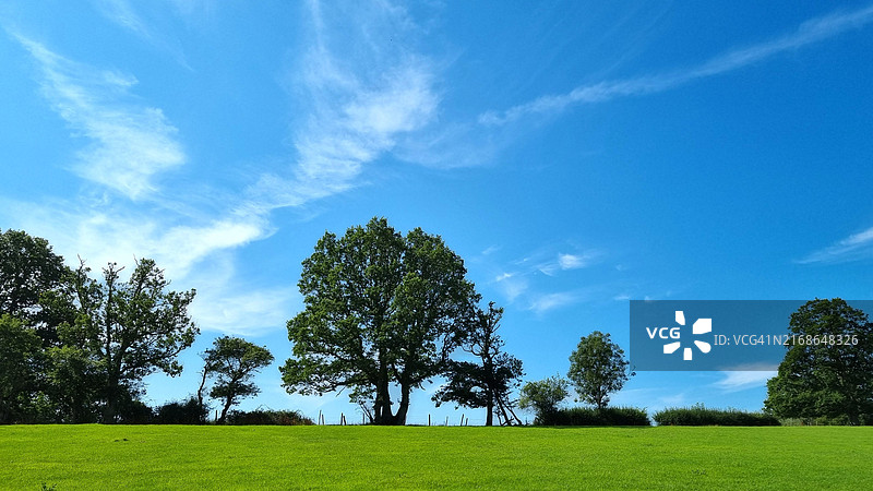 田野上的树木映衬着天空图片素材