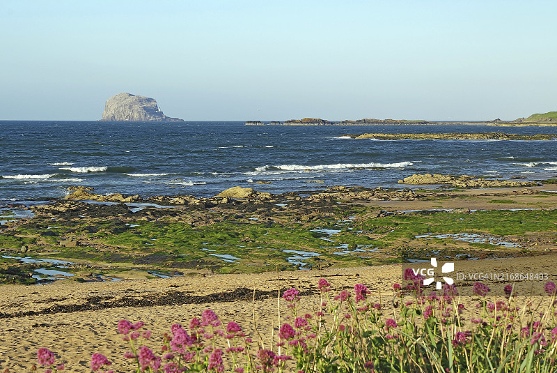 苏格兰北贝里克海滩上盛开的鲜花图片素材