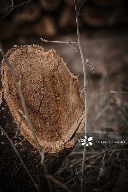 树桩特写图片素材