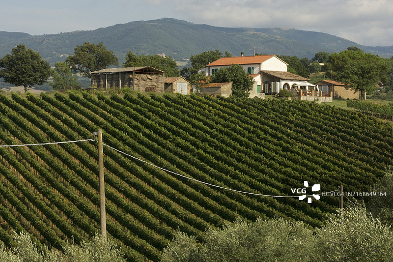 蓝天映衬下的农田美景图片素材