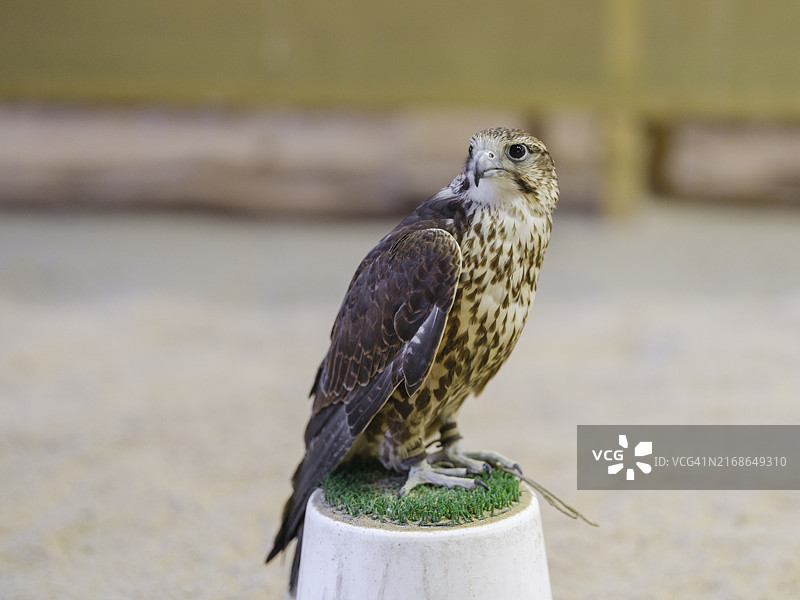 鸟市上的猎隼图片素材