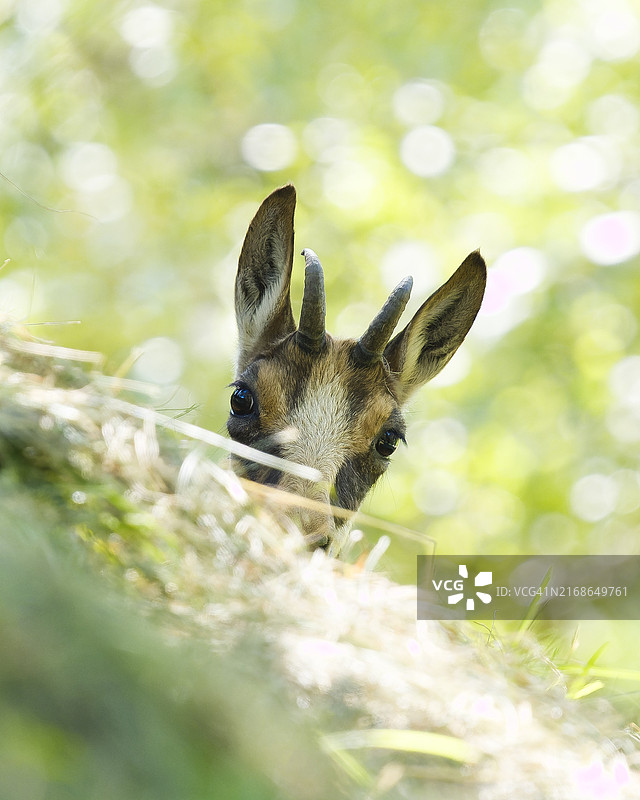 田野上兔子的特写图片素材