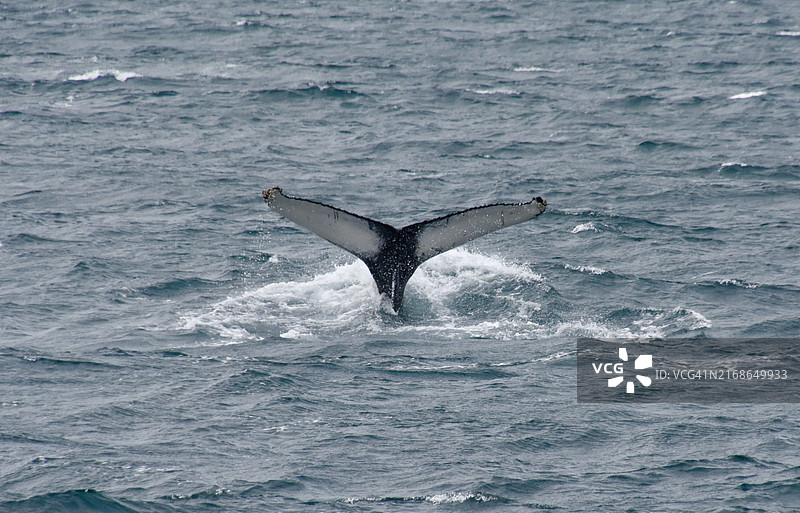 高角度拍摄：冰岛海域座头鲸和小须鲸图片素材