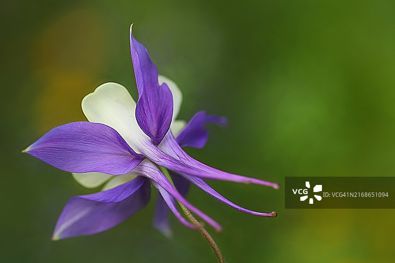 英国拉姆齐：紫色花朵特写图片素材