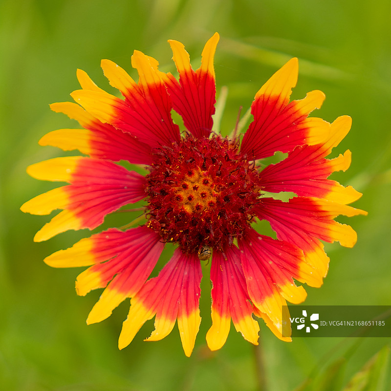 德克萨斯州雪松公园的红色花朵特写图片素材