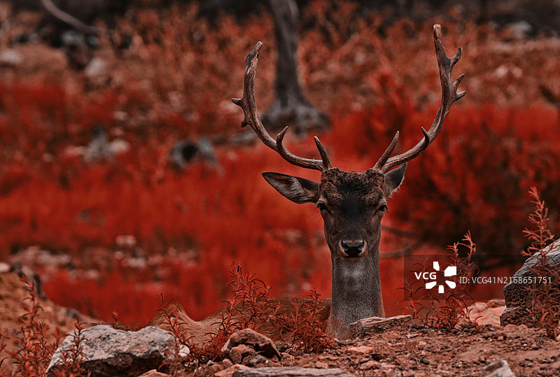 森林中的红白色肖像图片素材