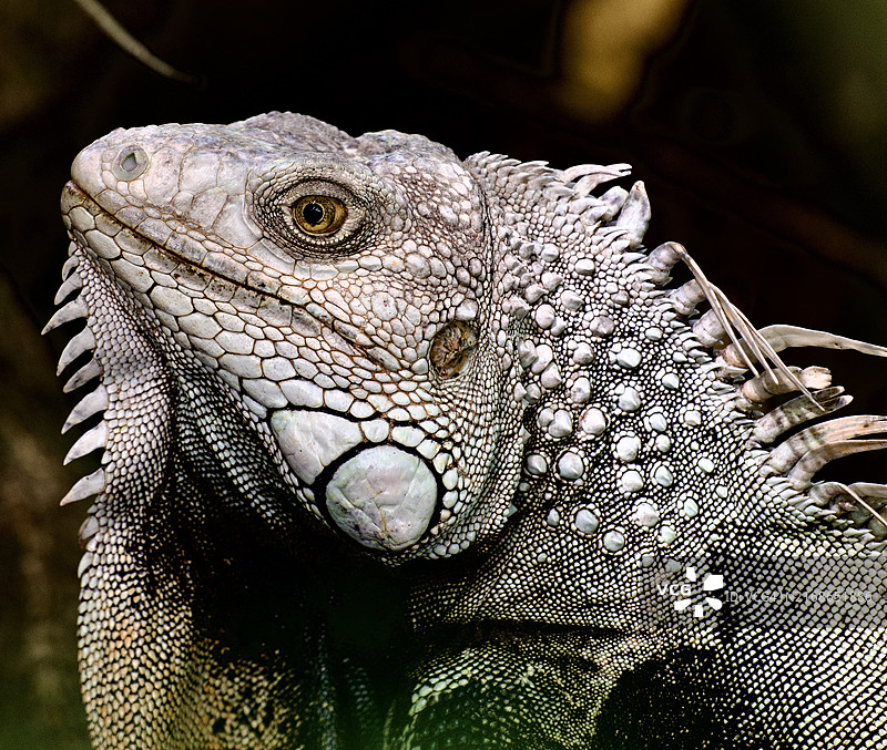 绿色鬣蜥特写图片素材