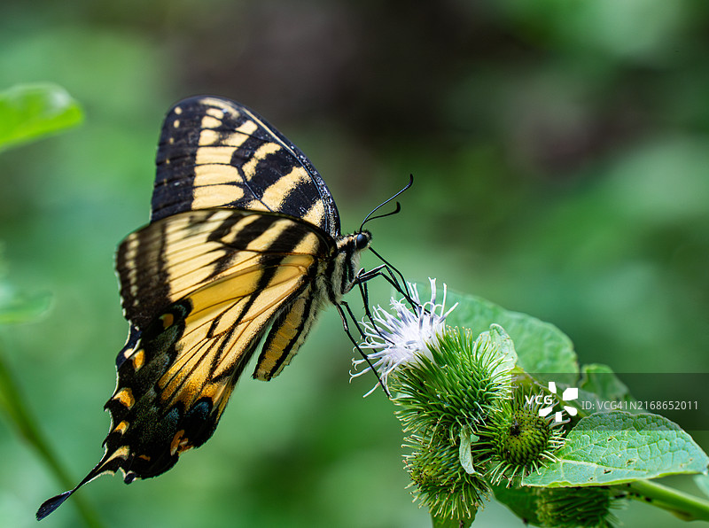 蝴蝶在植物上的特写，美国宾夕法尼亚州麦金太尔图片素材