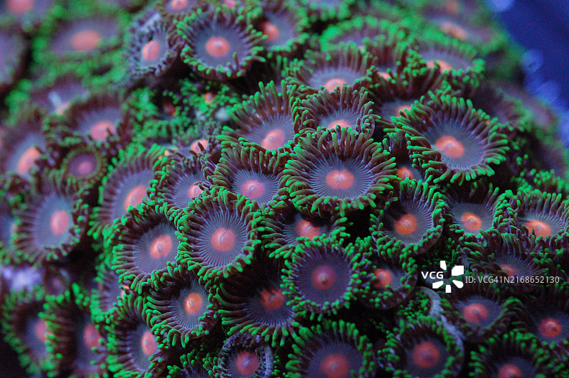 橙色斑点-绿色边缘紫色海葵- Zoanthus spp，美国图片素材