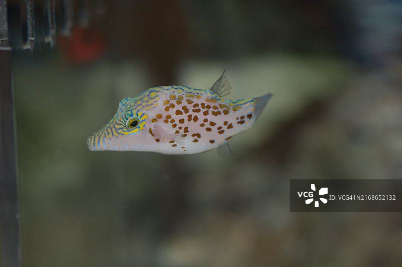 美国水族馆箱鲀科热带鱼特写图片素材