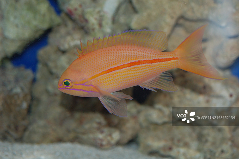 水下丽鱼特写，美国图片素材