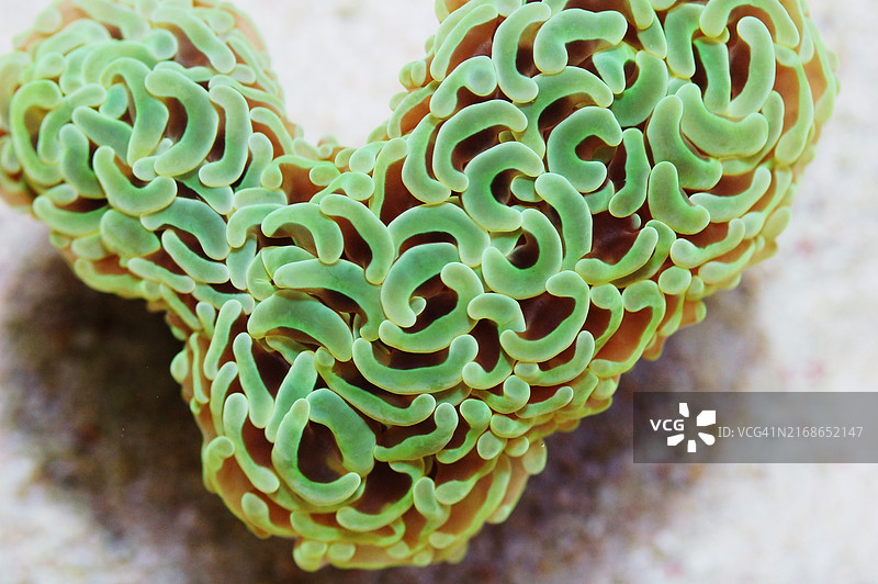 心形金属绿榔头珊瑚图片素材