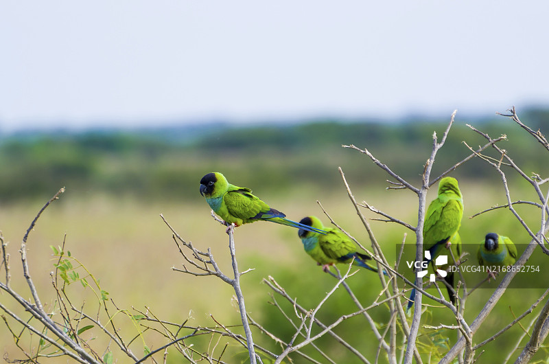 巴西潘塔纳尔湿地树上的黑鹦鹉图片素材