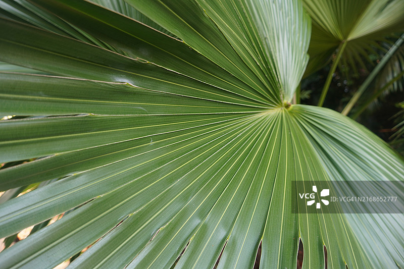 绿油油的棕榈叶特写图片素材