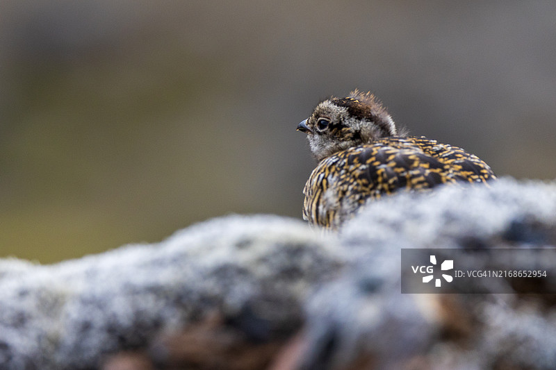 雷鸟特写图片素材