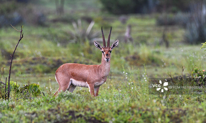 鹿站在田野上的肖像图片素材