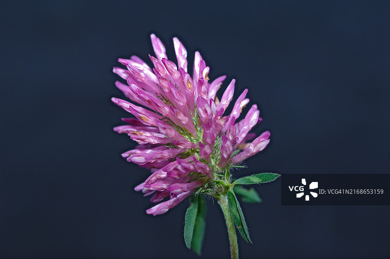 黑色背景下粉色花朵的特写图片素材