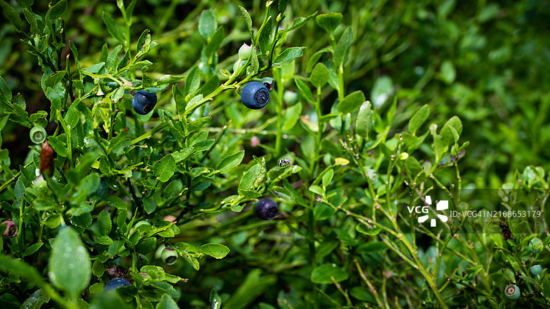 植物上的蓝莓特写图片素材