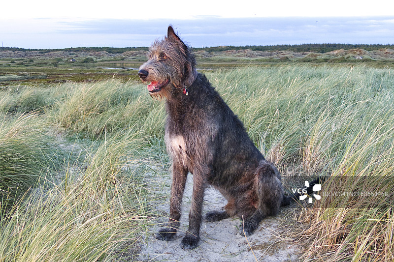爱尔兰猎狼犬在Bjerregard附近的沙丘中看日落图片素材