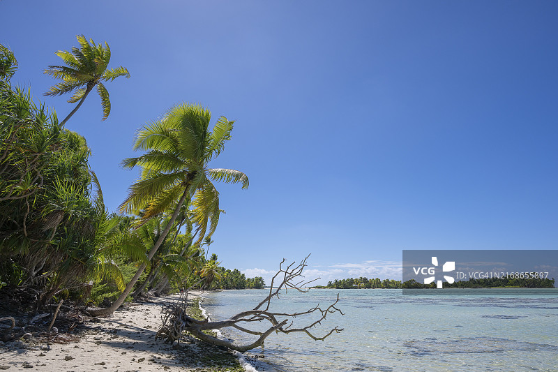 椰子树，逆光，背后是提提亚罗阿岛，法属波利尼西亚图片素材