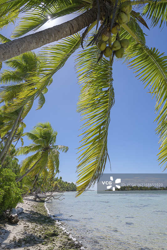 逆光下的椰子树和果实，法属波利尼西亚图片素材