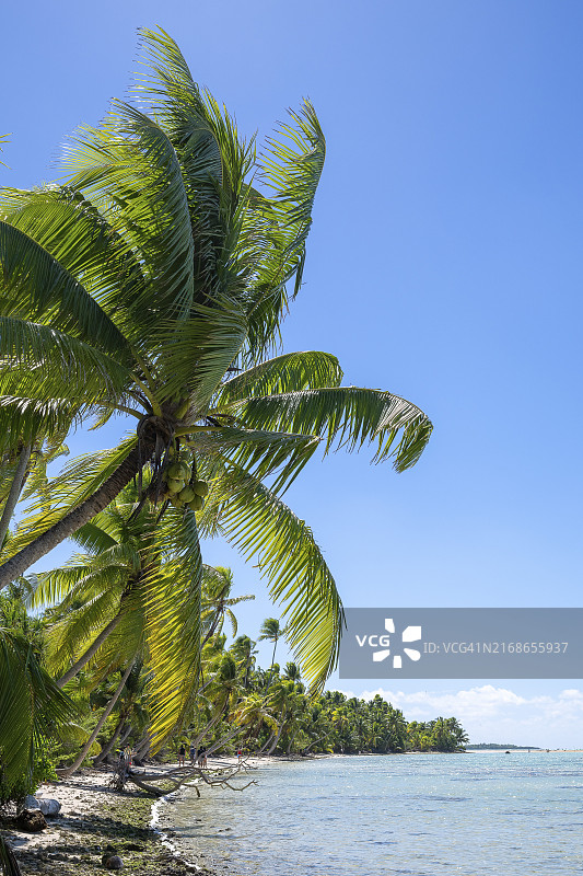 提提亚罗阿岛海滩上的椰子树图片素材