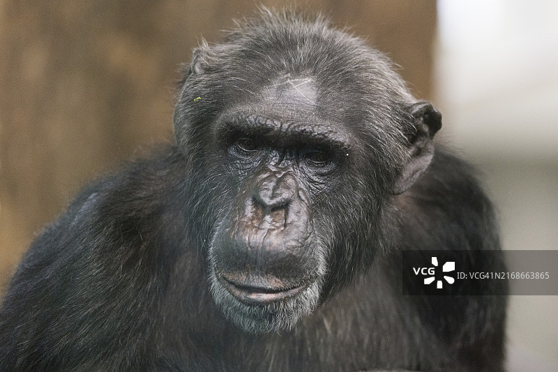 黑猩猩特写图片素材
