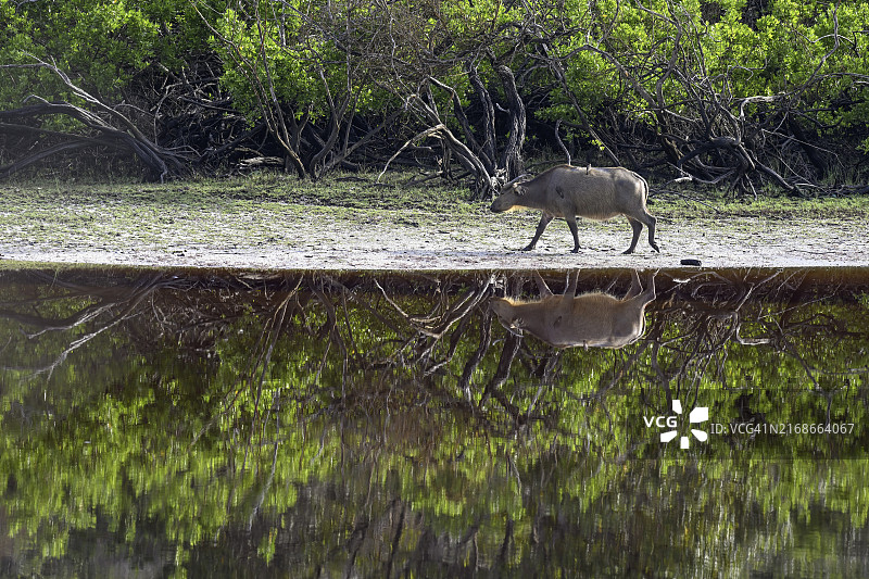 加蓬洛昂戈国家公园的红色非洲森林水牛图片素材