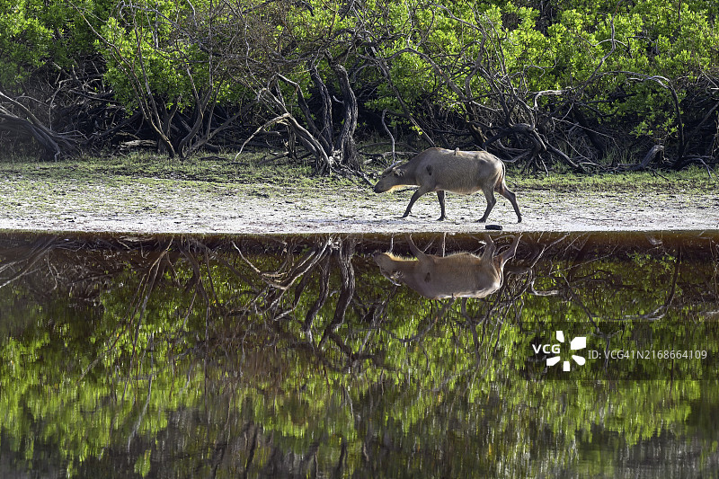 加蓬洛昂戈国家公园的红色非洲森林水牛图片素材