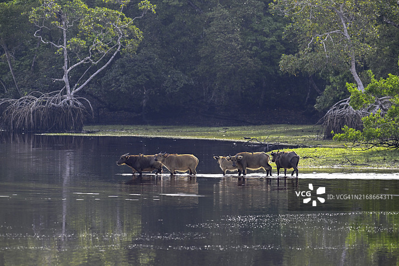 红水牛或森林水牛横穿河流，洛安果国家公园，加蓬，非洲图片素材
