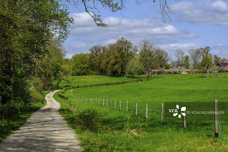 德国基姆湖岛徒步小径树干景观图片素材