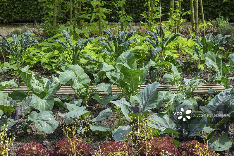 蔬菜种植园：羽衣甘蓝和莴苣，德国图片素材