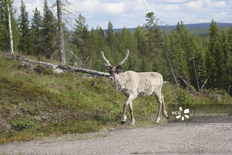 驯鹿（学名：Rangifer tarandus），摄于瑞典拉普兰图片素材
