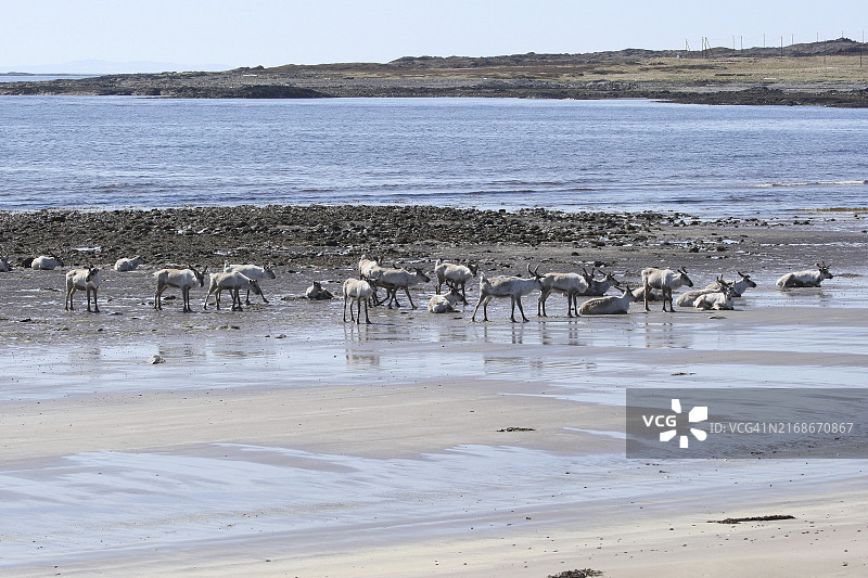 巴伦支海滩的驯鹿图片素材