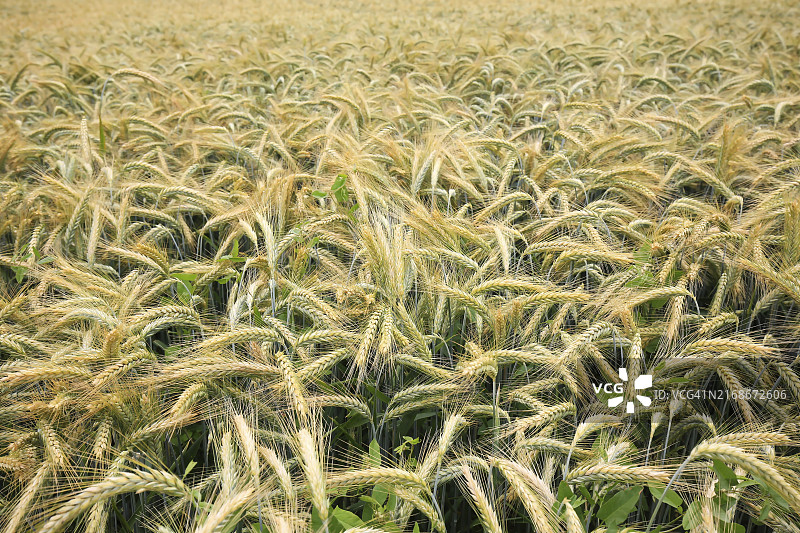 收获前夏季大麦田图片素材
