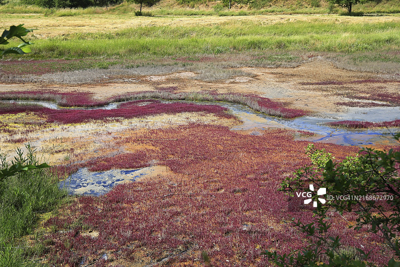 Sülldorf盐泉附近的独特植物群图片素材