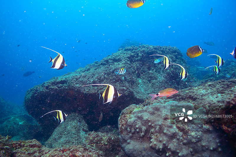 美丽的桌面珊瑚和鱼群：摩尔偶像鱼、白鞍羊鱼、丝鳍副须鲉、海东方蝴蝶鱼、金黄蝴蝶鱼、北方黄斑光鳃鱼等图片素材