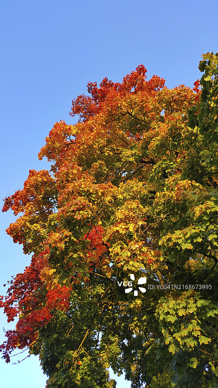 秋天的落叶图片素材