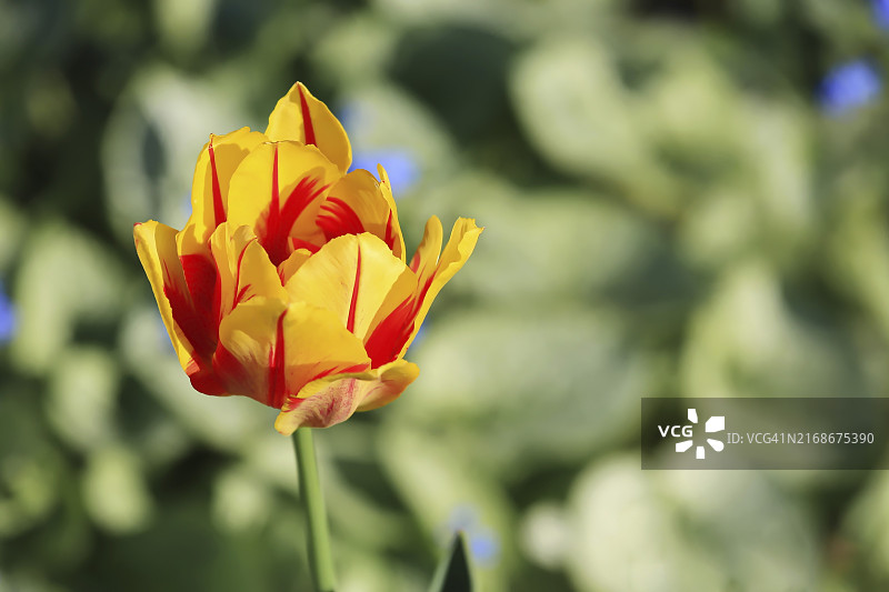 郁金香图片素材