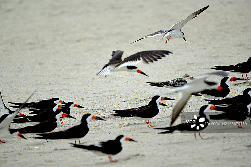 黑剪水鹱图片素材