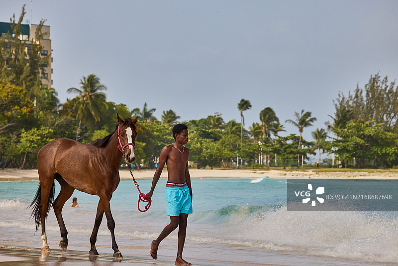 在巴巴多斯卵石海滩上锻炼和洗浴的赛马图片素材