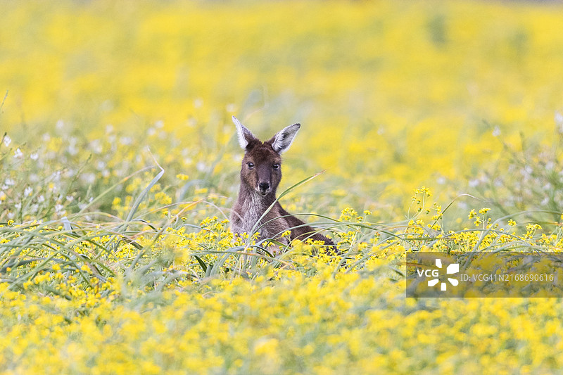 原野上的袋鼠宝宝图片素材