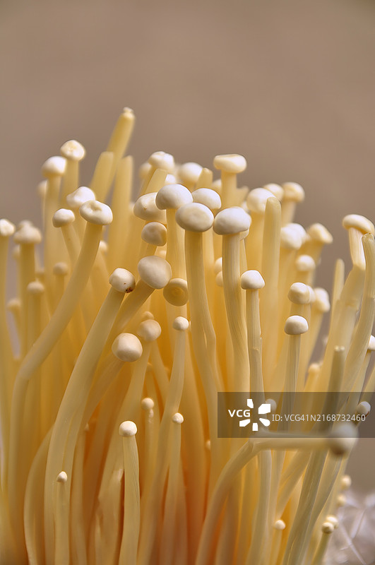 新鲜金针菇特写，可用于烹饪图片素材