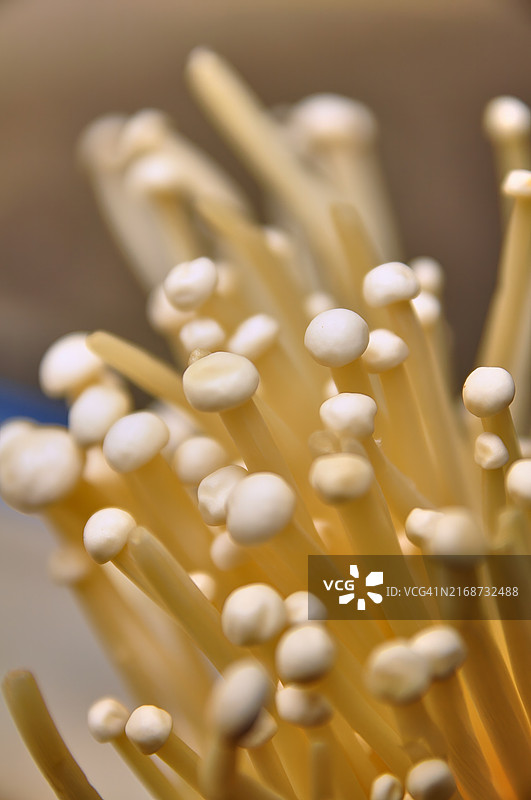 新鲜金针菇特写，可用于烹饪图片素材